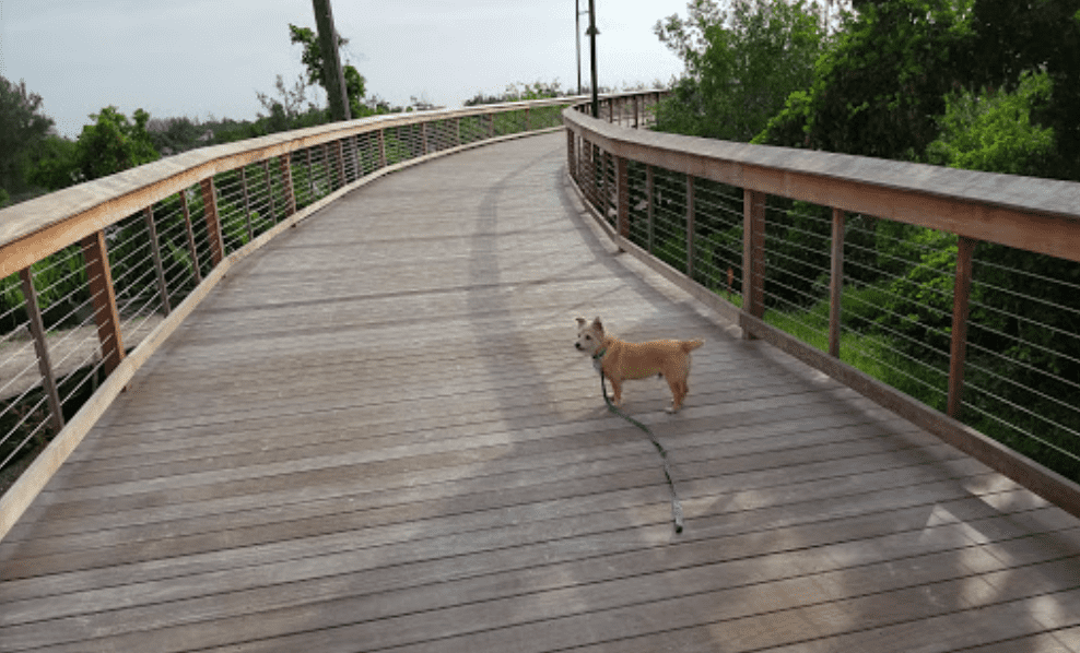 Looking for DogFriendly Activities in Naples, Florida? Naples