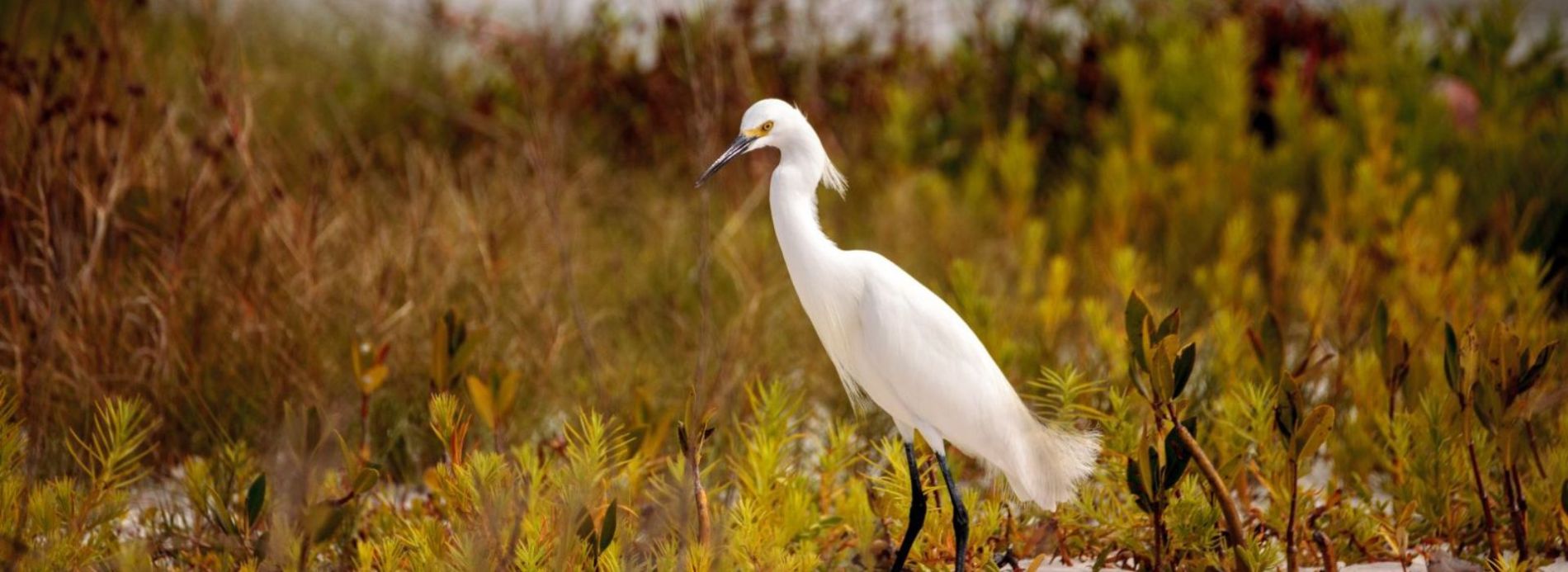 egret in wetlands