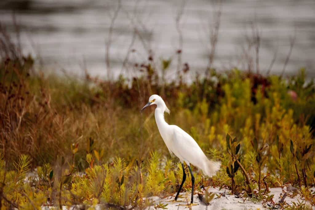 A snowy egret stands in the water of Delnor-Wiggins Pass State Park.